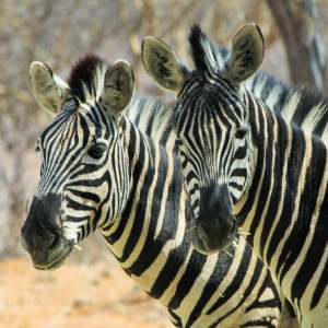 kudu bull Limcroma safaris 2015