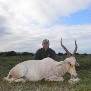 White Blesbok