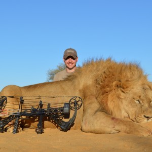 Bowhunted Lion