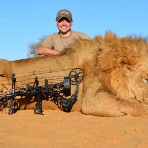 Bowhunted Lion