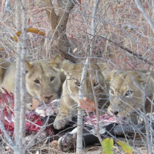 Lion on Sable