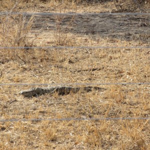 Monitor Lizard