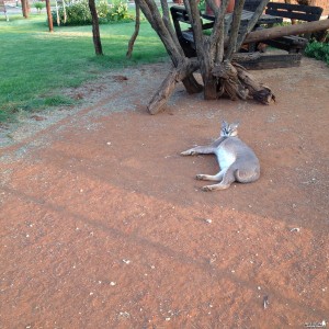 Pregnant Pet Caracal