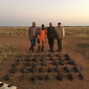 Guineafowl