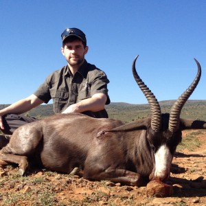 Black Springbuck