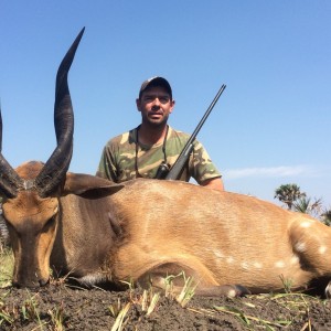 Chobe Bushbuck