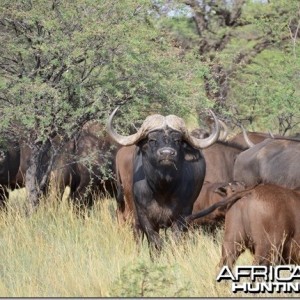 Cape Buffalo