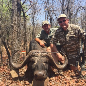 Crossbow Cape Buffalo