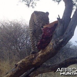 Leopard Hunt Namibia