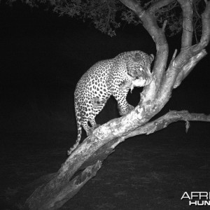 Leopard Hunt Namibia