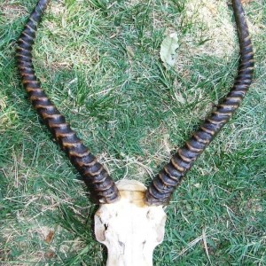 Kafue lechwe skull