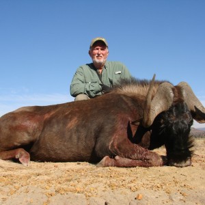 Black Wildebeest - Lategan Safaris