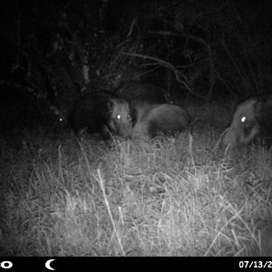 Baited bushpig in Mankazana Valley.