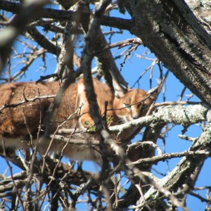 Caracal Treed by hounds.