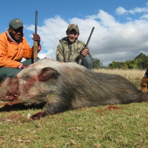 Bushpig Boar with Hounds