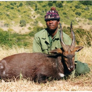 Southern Bushbuck