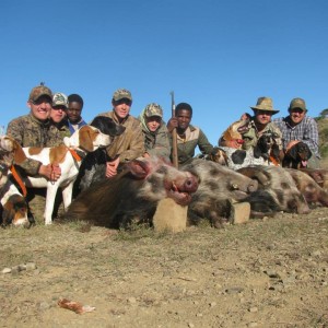 Bushpig with Hounds