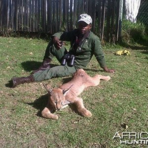 Caracal - Hounds Mankazana Valley