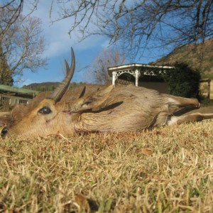 Mountain Reedbuck - Free Range