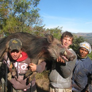 Bushpig hunting with hounds - Mankazana Valley