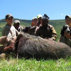 Bushpig hunting with hounds - Mankazana Valley