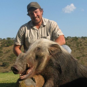 Bushpig hunting with hounds - Mankazana Valley