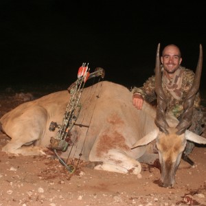 My Cape Eland...