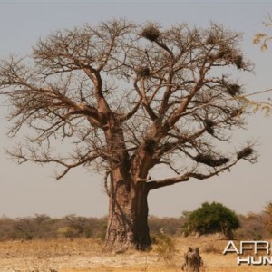 Quintessential Africa