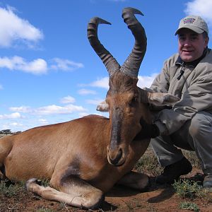 Red Hartebeest