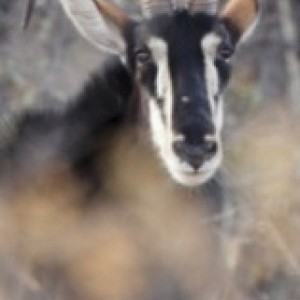 Sable Antelope on the Waterberg Plateau in Namibia