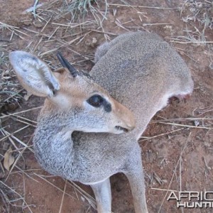 Guenther Dik Dik Hunted in Uganda