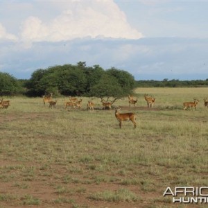 Uganda Kob