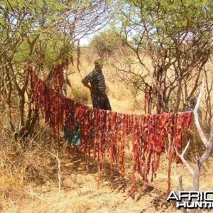 Poachers caught in the bush with drying meat - Namibia