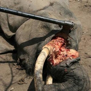 Poaching Elephant