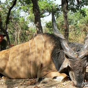 Lord Derby Eland Hunting in C.A.R.