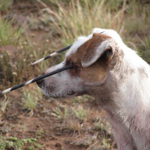 Roy Sparks - Sparks Hounds