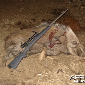 Bushpig Hunt in South Africa