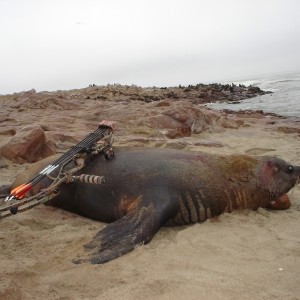 Hunting Seal in Namibia