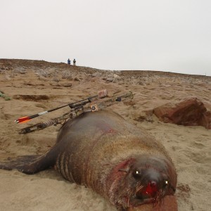 Hunting Seal in Namibia