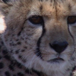 Cheetah