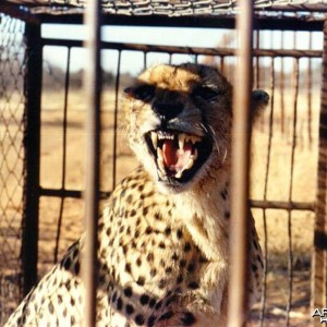 Cheetah waiting to be relocated