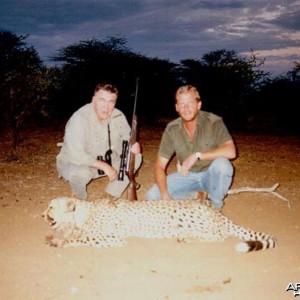 Hunting Cheetah Namibia