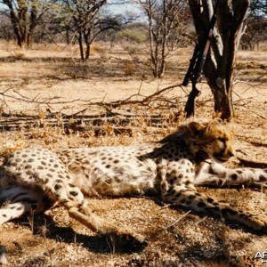 Cheetah Hunting Namibia