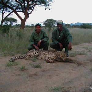 Cheetah Hunting Namibia