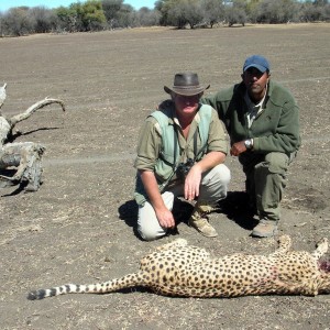 Cheetah Hunting Namibia