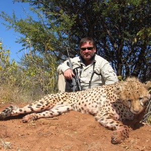 Cheetah Hunting Namibia