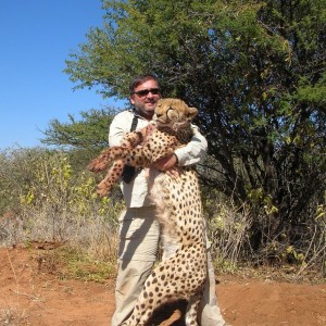 Cheetah Hunting Namibia