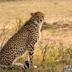 Young Cheetah