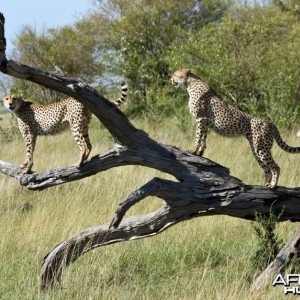 Cheetah at Paly Tree Scouting