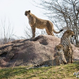 Cheetah Scouting